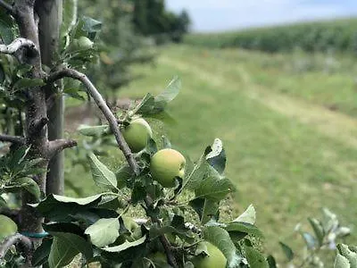 아파트 Gemuetlich Wohnen In Messenaehe, Feenzian 프리드리히스하펜